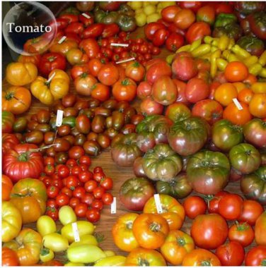100 seeds Mixed 27 Types of Different Tomato Family