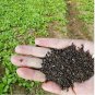 120 seeds Chrysanthemum Coronarium Vegetable