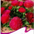 50 seeds Chrysanthemum Daisy Seeds Flowering Plants Seeds