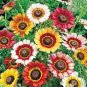 50 seeds Chrysanthemum Daisy Seeds Flowering Plants Seeds