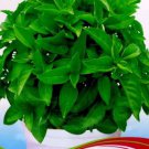 30 seeds Heirloom Mozzie Buster Mosquito Repellent Herb Weed