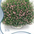 60 seeds Heirloom Pink Gypsophila Baby's-breath Cut Flower