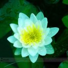 1 seeds Nelumbo Nucifera Dark Blue Lotus Flowers New Variety