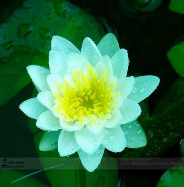 1 seeds Nelumbo Nucifera Dark Blue Lotus Flowers New Variety