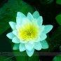 1 seeds Nelumbo Nucifera Dark Blue Lotus Flowers New Variety