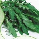 120 seeds Arugula Plant Vegetable