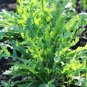 120 seeds Arugula Plant Vegetable