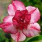 2 seeds Pretty Girl' Adenium Desert Rose