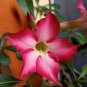 2 seeds Pretty Girl' Adenium Desert Rose