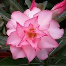 2 seeds Adenium Light Orangish Pink Flower