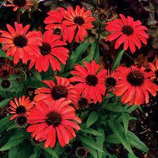 100 seeds Dark Red Echinacea 6-layer Big Blooms Bonsai Flowers