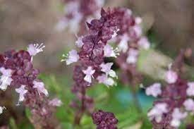 30 seeds Fragrant Demure Thai Basil with a Licorice Accent Herb