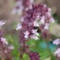 30 seeds Fragrant Demure Thai Basil with a Licorice Accent Herb