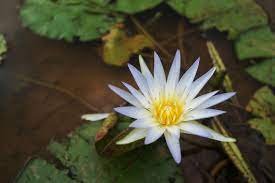 5 seeds Mini Nymphaea Caerulea Asian Water Lily Lotus Pod Flower