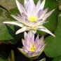 5 seeds Mini Nymphaea Caerulea Asian Water Lily Lotus Pod Flower