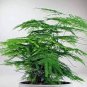 8 seeds Fresh Perennial Asparagus Fern