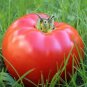 10 seeds Russia Pink Giant Tomato