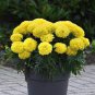 40 seeds Yellow African Marigold French Marigold