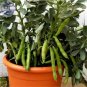 5 seeds Masterpiece Green Broad Bean