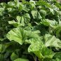 20 seeds Fresh Organic Edible Chinese Mallow Vegetable