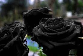 50 seeds Les Paul Super Black Beauty Rare Rose Flower