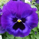 30 seeds Pansy Swiss Violet Flowers