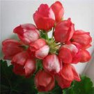 10 seeds Geranium Dark Red Dense Flowers Bonsai