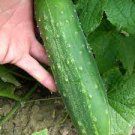 5 seeds Heirloom Old Cucumber Vegetable Organic