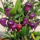 30 seeds 'Purple UFO' Purple Hot Chilli