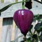 30 seeds 'Purple UFO' Purple Hot Chilli