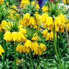 20 seeds Yellow Imperial Crown bonsais Fritillaria imperialis Lutea Flowers