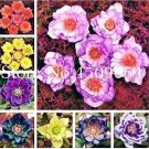 100 seeds Helleborus Seeds Mixed 8 Types