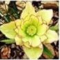 100 seeds Helleborus Seeds Mixed 8 Types