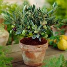 20 seeds Olive Seeds Olea Europaea Mini Tree Plant