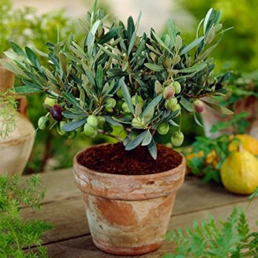 20 seeds Olive Seeds Olea Europaea Mini Tree Plant