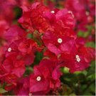 10 seeds Bougainvillea Plant Seeds Fresh Fire Red Color