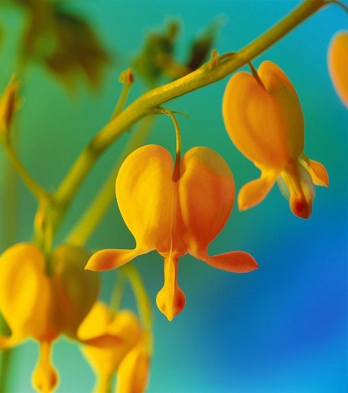 100 seeds Orange Dicentra spectabilis