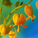 100 seeds Orange Dicentra spectabilis