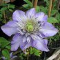 100 seeds Acid Blue Clematis Seeds Perennial Climbing Flowers with White