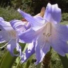 100 seeds Hippeastrum Bulbs Seeed Amaryllis Barbados Lily