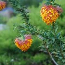 2 seeds Liparia splendens Flower Seeds Mountain Dahlia Flowering Plant Seeds
