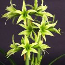 100 seeds Green Hippeastrum Rutilum Flower