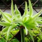 100 seeds Green Hippeastrum Rutilum Flower