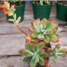 10 seeds Rare Succulent plants seeds  KK ECHEVERIA pulvinata ruby