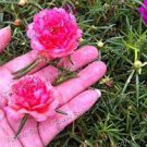 100 seeds Mixed Color Moss Rose Purslane Double Flower Bonsai