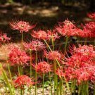 200 seeds manjusaka mandarava Beautiful Flower Planting