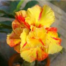 4 seeds Yellow Golden Double Petals with Irregular Red Stripes Bonsai