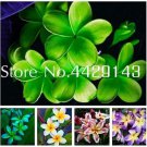 100 seeds  Rare Exotic Flower Flores Egg Flower Potted Plants