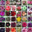 100 seeds Bonsai Adenium Mixed 36 Colors Colorful Flowers