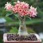 100 seeds Bonsai Adenium Mixed 36 Colors Colorful Flowers